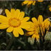 Yarrow Leaved Woolly Sunflower - Photo (c) NatureShutterbug, all rights reserved, uploaded by NatureShutterbug
