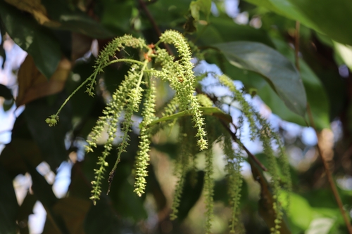 Crypteroniaceae