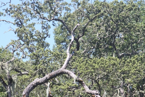 iNaturalist observation photo of Steller's Jay