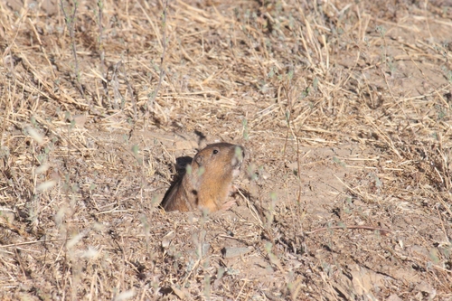 iNaturalist observation photo of Megascapheus bottae