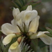 Astragalus shiroumaensis - Photo (c) Bridelia, כל הזכויות שמורות, הועלה על ידי Bridelia