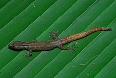 Sphaerodactylus graptolaemus image