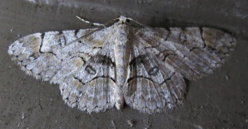Bent-line Gray