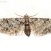Eupithecia irriguata - Photo (c) Valter Jacinto, כל הזכויות שמורות