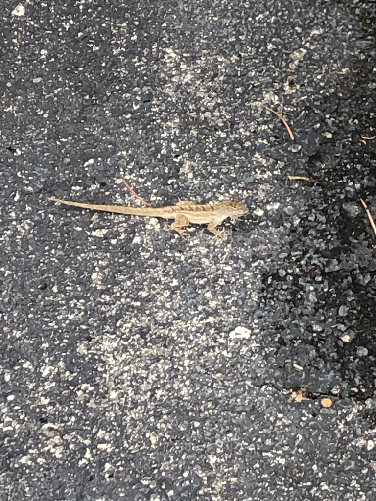 Brown Anole from Meandering Way, Tallahassee, FL, US on June 25, 2022