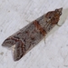 Acrobasis bithynella - Photo (c) Valter Jacinto, all rights reserved