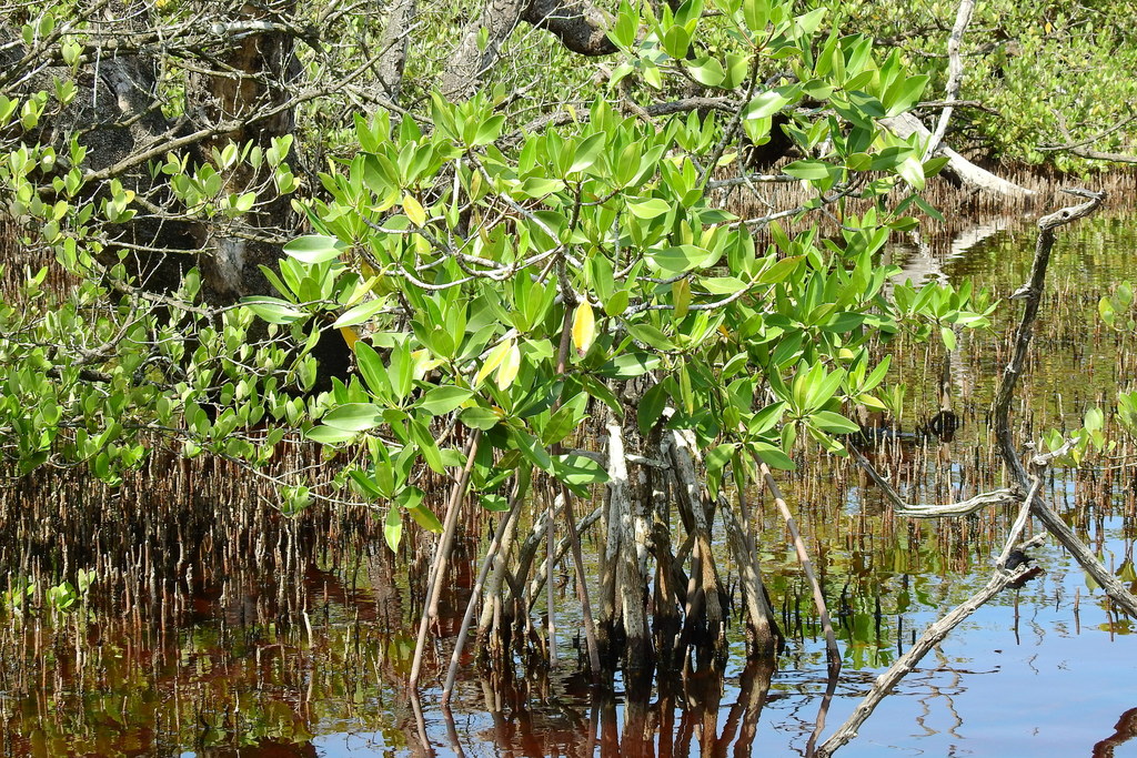 Mangle colorado desde Tuxpan, Veracruz, México el 11 de septiembre de