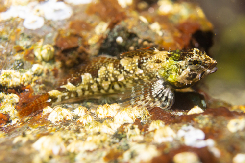 Tidepool Sculpin
