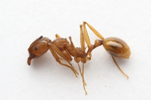 Aphaenogaster umphreyiAphaenogaster umphreyi