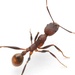 Notched Collared Ant - Photo (c) Aaron Stoll, all rights reserved, uploaded by Aaron Stoll