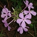 Florida Phlox - Photo (c) Chelsea Smith, all rights reserved, uploaded by Chelsea Smith