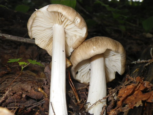 Eastern American Platterful Mushroom