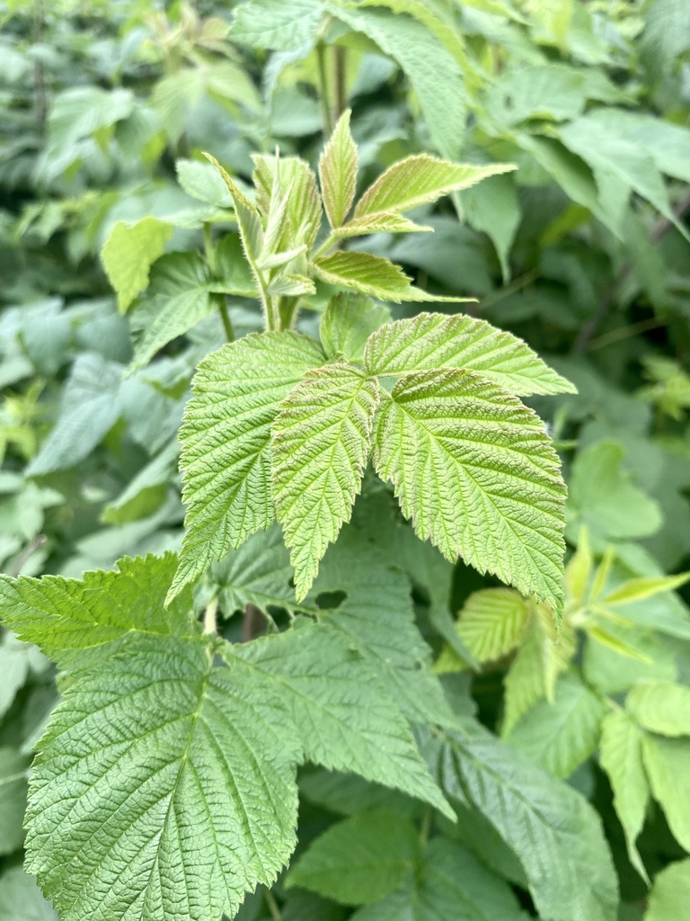 red raspberry from Northdale Blvd NW, Coon Rapids, MN, US on June 25 ...