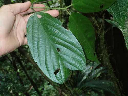 Caryodaphnopsis theobromifolia image