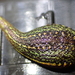 Cylicobdellidae - Photo (c) Matthew Brown, todos os direitos reservados, uploaded by Matthew Brown