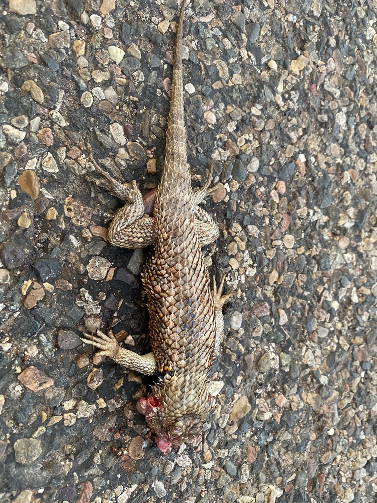 Desert Spiny Lizard From Village Of Oak Creek, AZ 86351, USA On June 23 ...