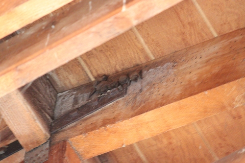 iNaturalist observation photo of Evening Bats