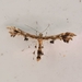 Plume Moths - Photo (c) Richard Halla, all rights reserved, uploaded by Richard Halla
