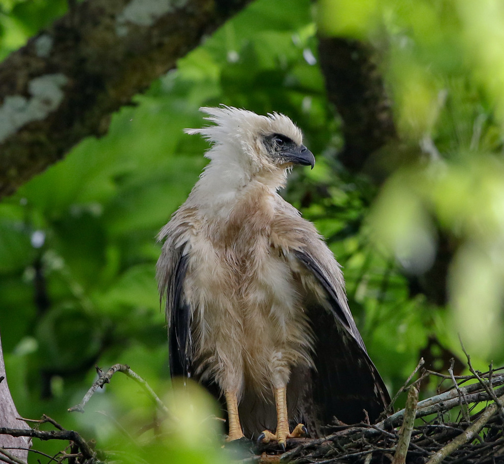 Crested Eagle (Morphnus guianensis) · iNaturalist