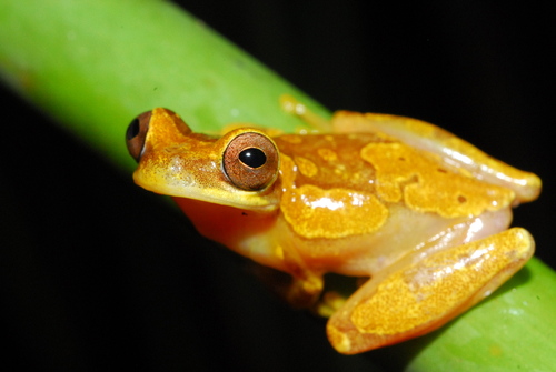 Harlequin Treefrog
