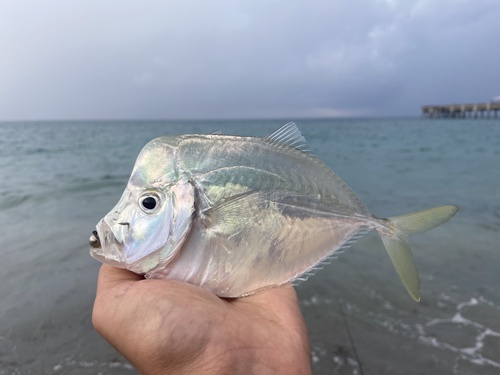 Atlantic Moonfish