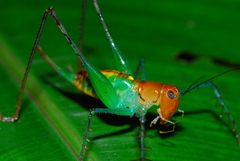 Image of Arachnoscelis magnifica