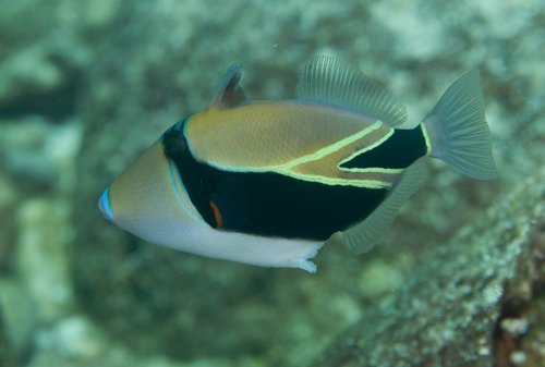 Wedgetail Triggerfish
