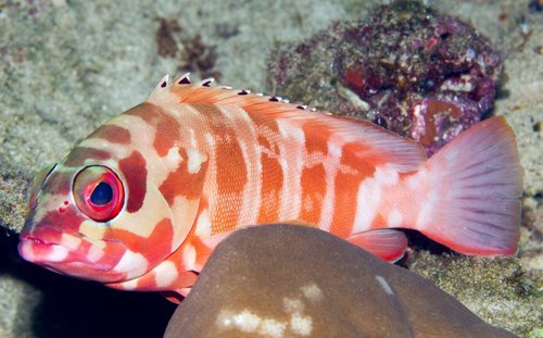 Blacktip Grouper