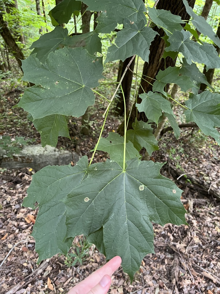 Black Maple From CR 27 Estillfork AL US On June 25 2022 At 09 04 AM   Large 