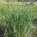 Tall Wheatgrass - Photo (c) operaflute, all rights reserved