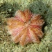 Inflated Egg Urchin - Photo (c) Lucy Smiechura, all rights reserved, uploaded by Lucy Smiechura