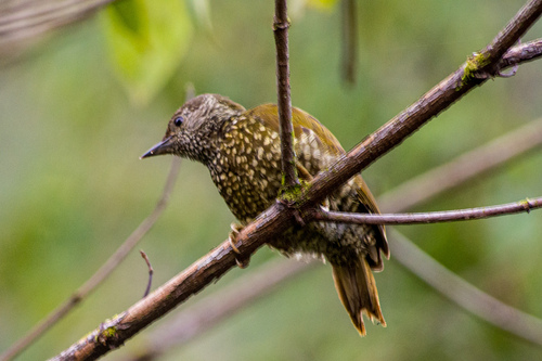 Buff-spotted Woodpecker