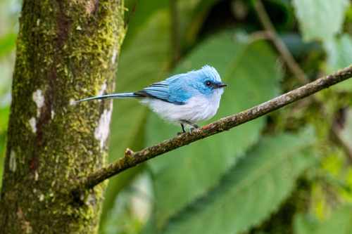 African Blue Flycatcher