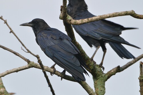 Cape Crow