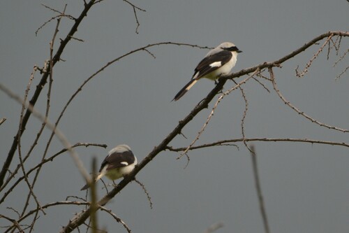 Grey-backed Fiscal
