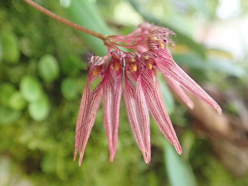 Melanoglossum Orchid