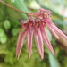 Bulbophyllum melanoglossum - Photo (c) 曾文昌, todos los derechos reservados, subido por 曾文昌