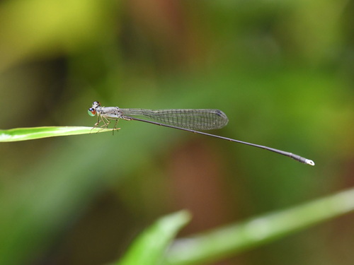 Sangabasis braulitae