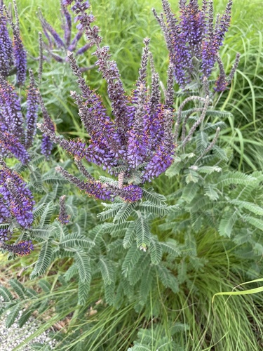 leadplant