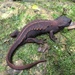 Anderson's Crocodile Newt - Photo (c) Jhen Liu, all rights reserved, uploaded by Jhen Liu