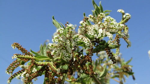 Tournefortia microcalyx · iNaturalist