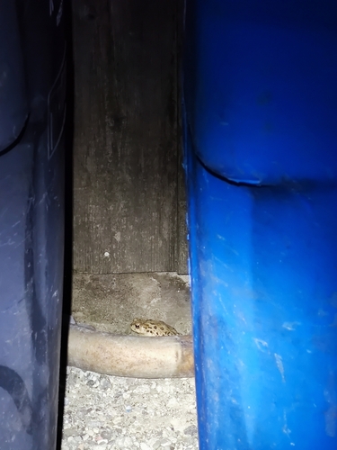 iNaturalist observation photo of Western Toad