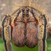 Brazilian Wandering Spider - Photo (c) Nicky Bay, all rights reserved, uploaded by Nicky Bay