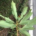 Meliosma simplicifolia rigida - Photo (c) Jhen Liu, kaikki oikeudet pidätetään, lähettänyt Jhen Liu