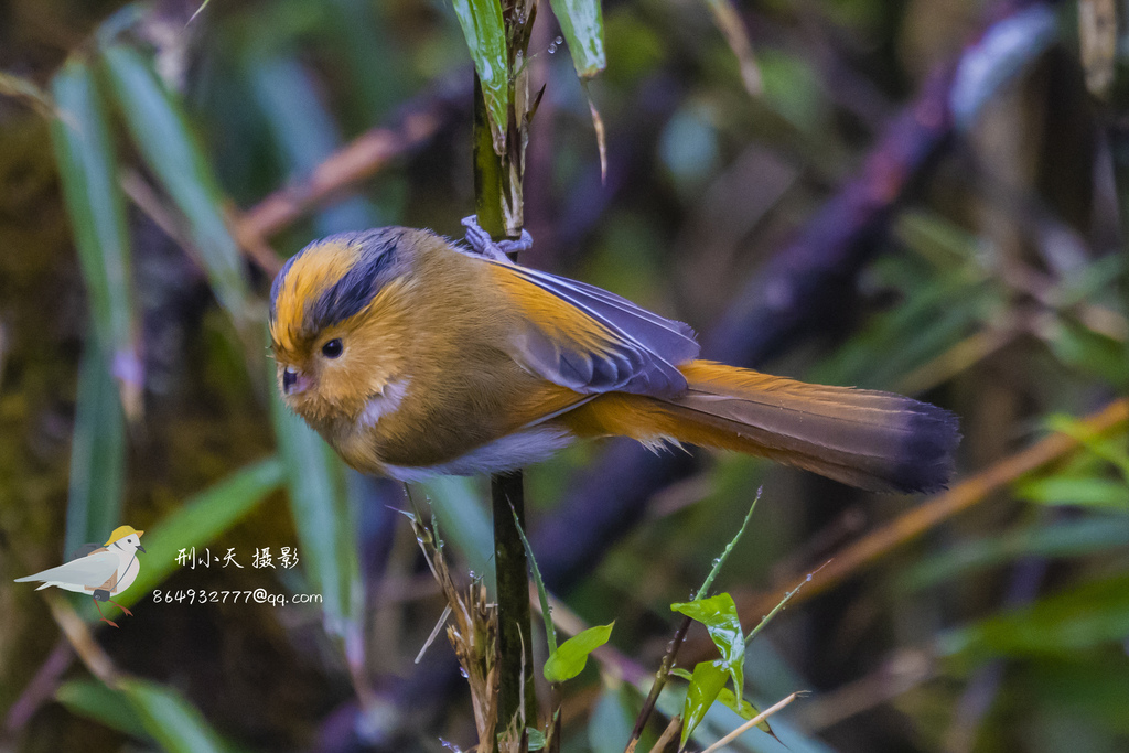 Fulvous Parrotbill (Suthora fulvifrons) photo