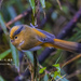 Fulvous Parrotbill - Photo (c) 刑小天, all rights reserved, uploaded by 刑小天