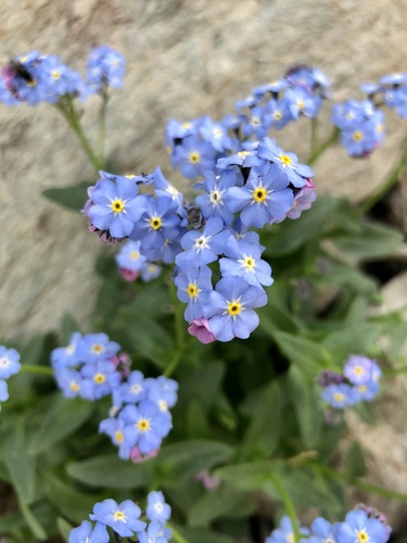 Alpine forget-me-not (Myosotis corsicana)