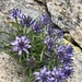 Phyteuma serratum - Photo (c) Jeremie Achilli, all rights reserved, uploaded by Jeremie Achilli