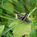 Transylvanian Dark Bush-Cricket - Photo (c) Marius Stratila, all rights reserved, uploaded by Marius Stratila