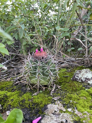 Melocactus lanssensianus